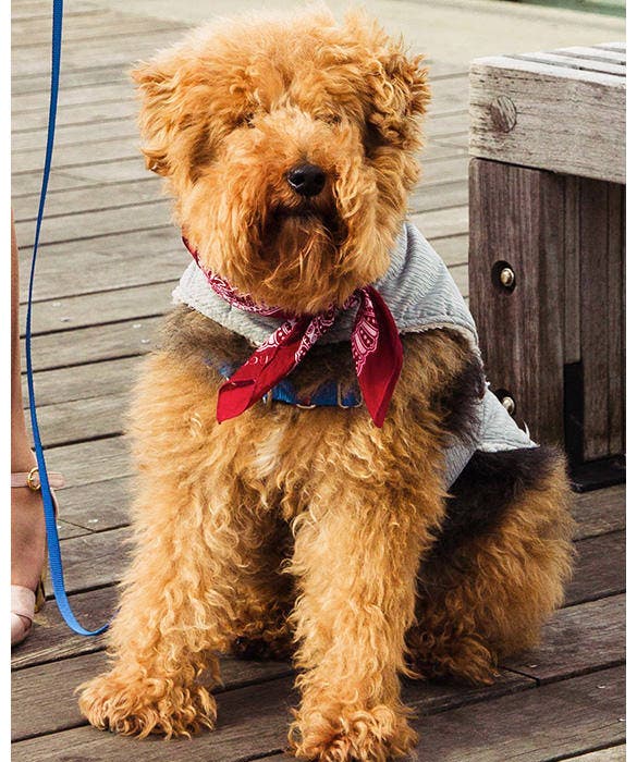 Dog Testimonials from Rent the Runway - Rafa the Welsh Terrier
