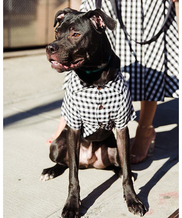 Dog Testimonials from Rent the Runway - Renegade the Pitbull Mix